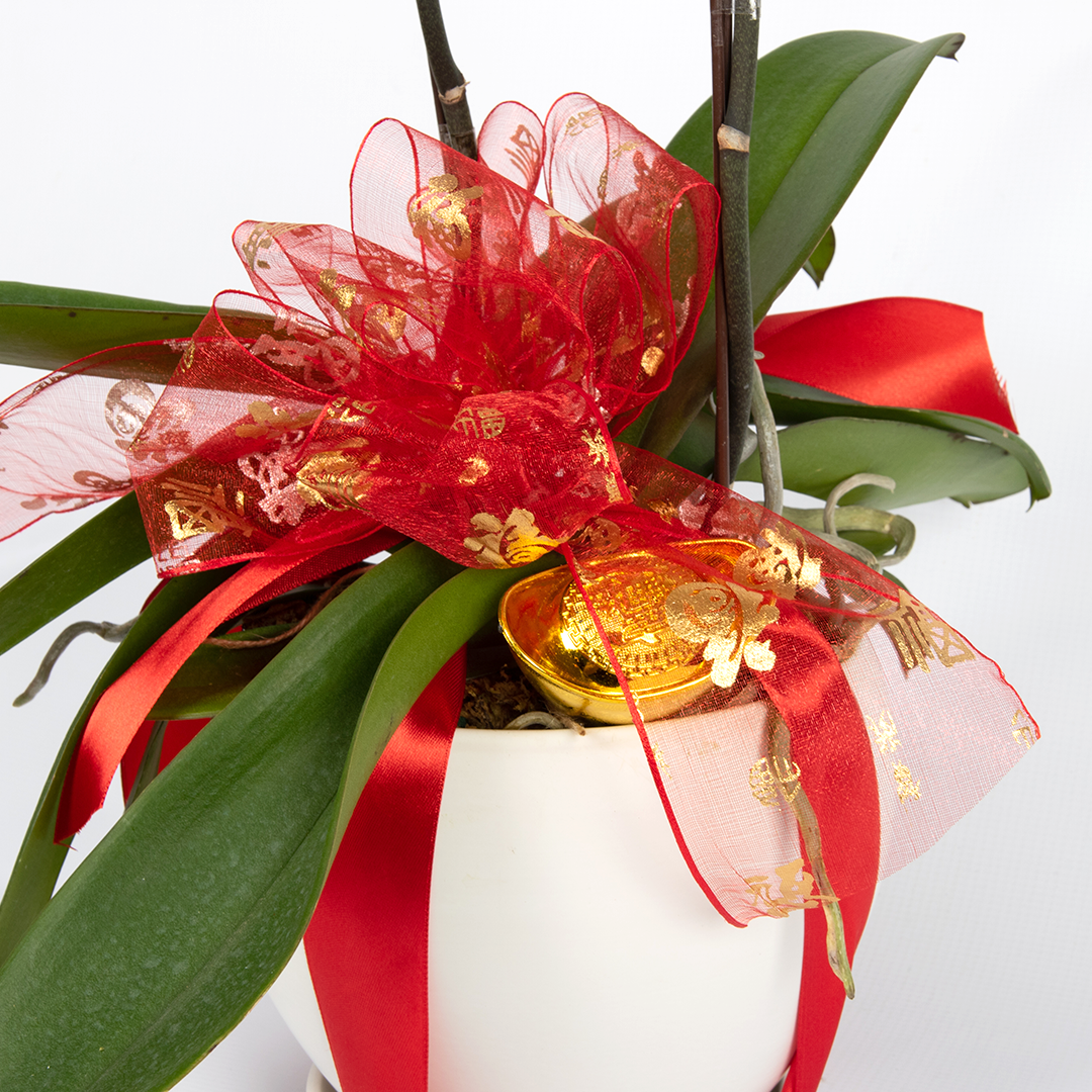 CNY Phalaenopsis Orchid (2 stalks)