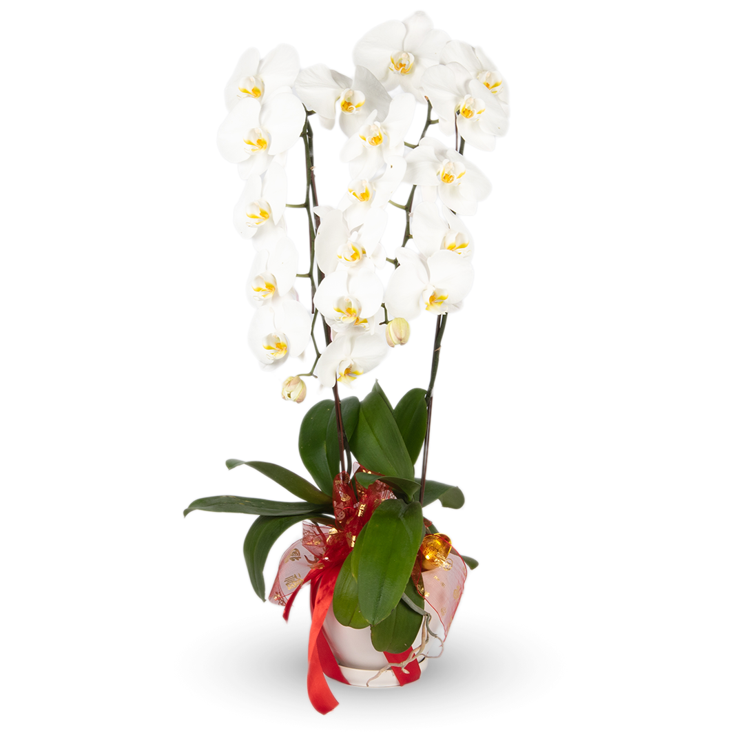 CNY Phalaenopsis Orchid (2 stalks)