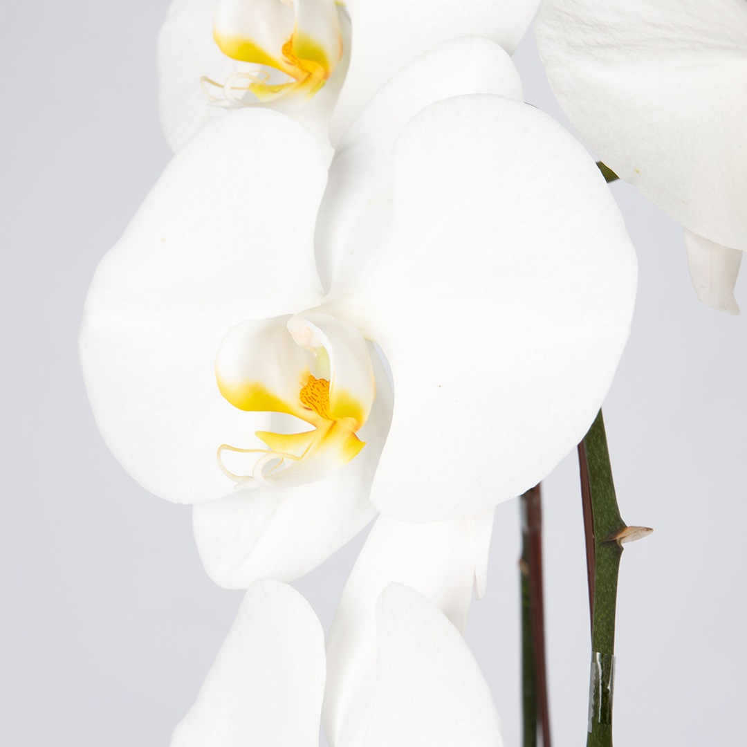 CNY Phalaenopsis Orchid (2 stalks)