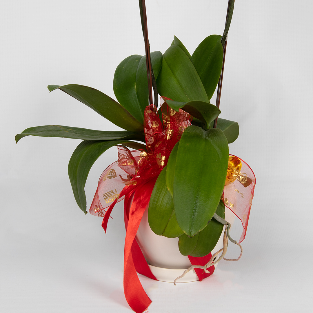 CNY Phalaenopsis Orchid (2 stalks)