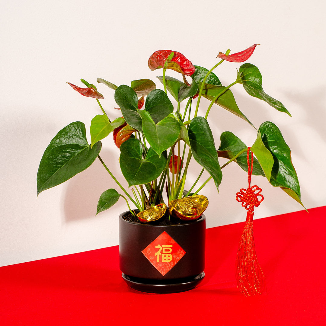 Red Anthurium Chinese New Year Plant