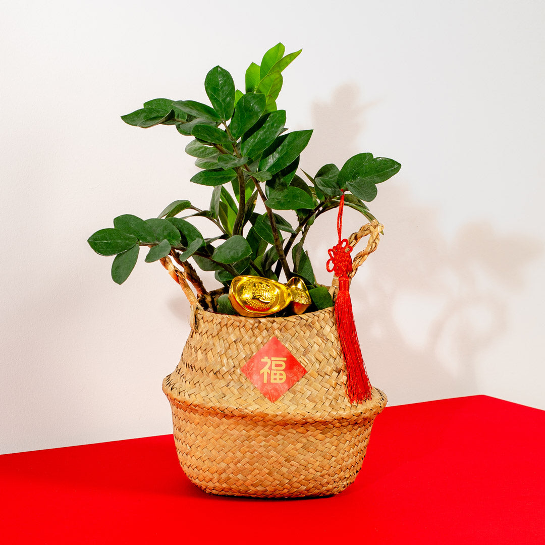 ZZ Plant Chinese New Year Plant