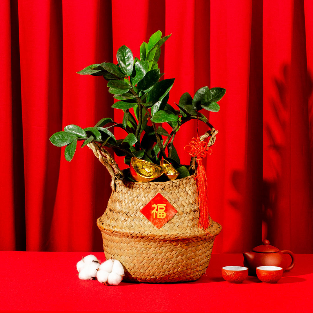 ZZ Plant Chinese New Year Plant