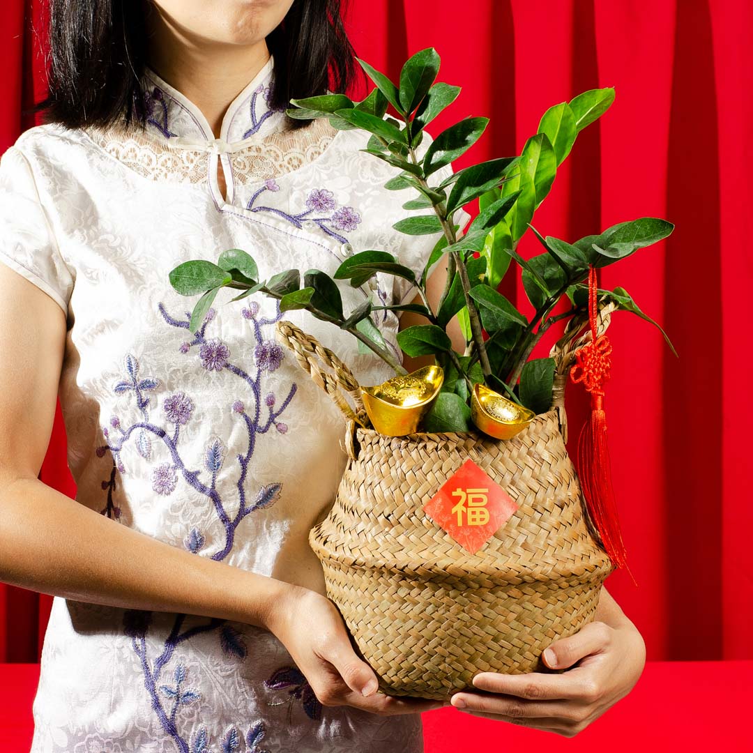 ZZ Plant Chinese New Year Plant