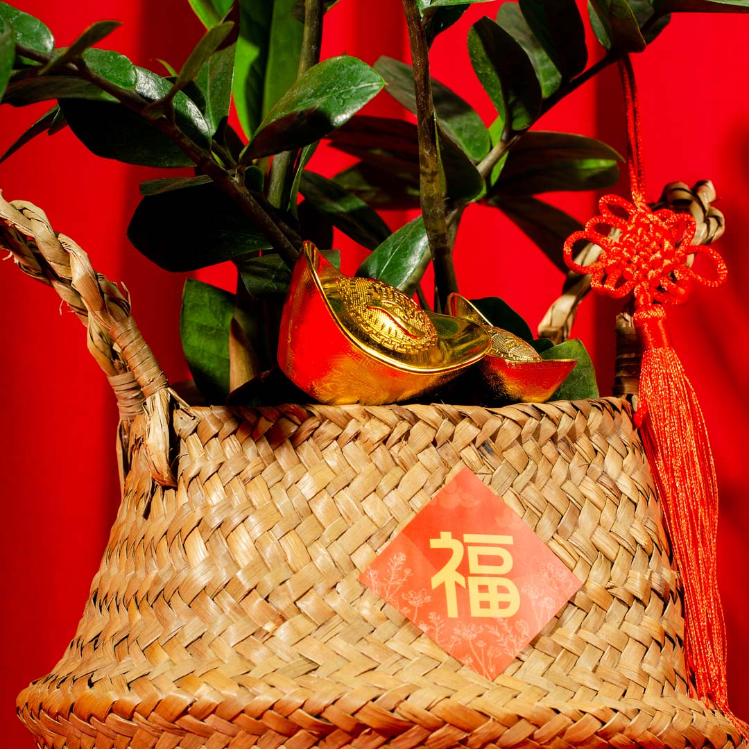 ZZ Plant Chinese New Year Plant