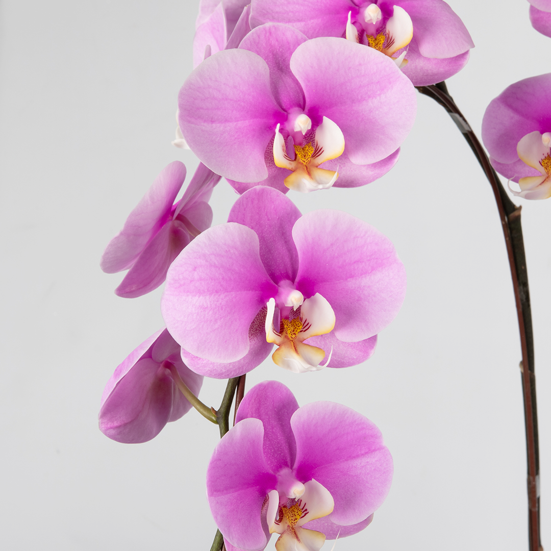 CNY Phalaenopsis Orchid (3 stalks)