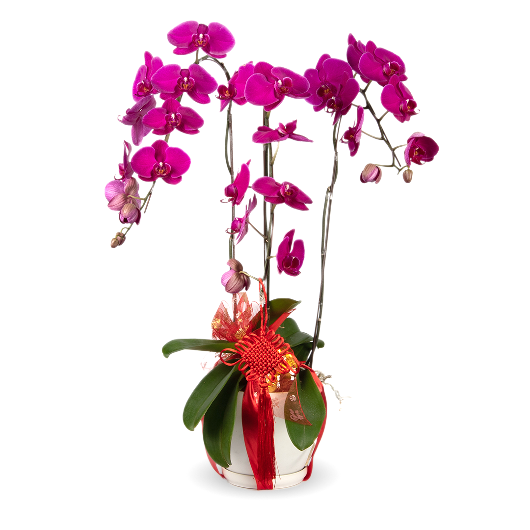 CNY Phalaenopsis Orchid (3 stalks)