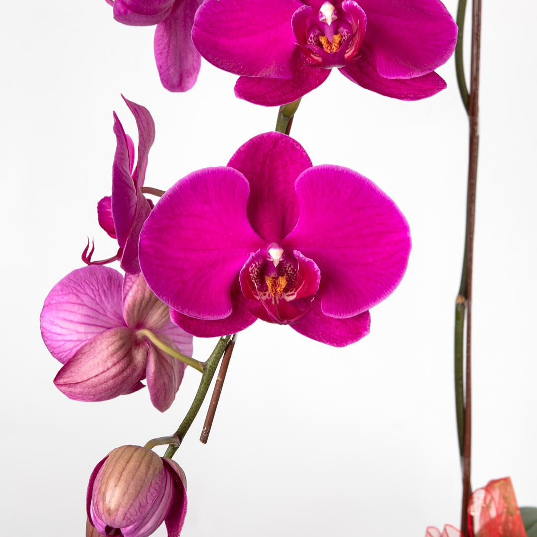 CNY Phalaenopsis Orchid (3 stalks)