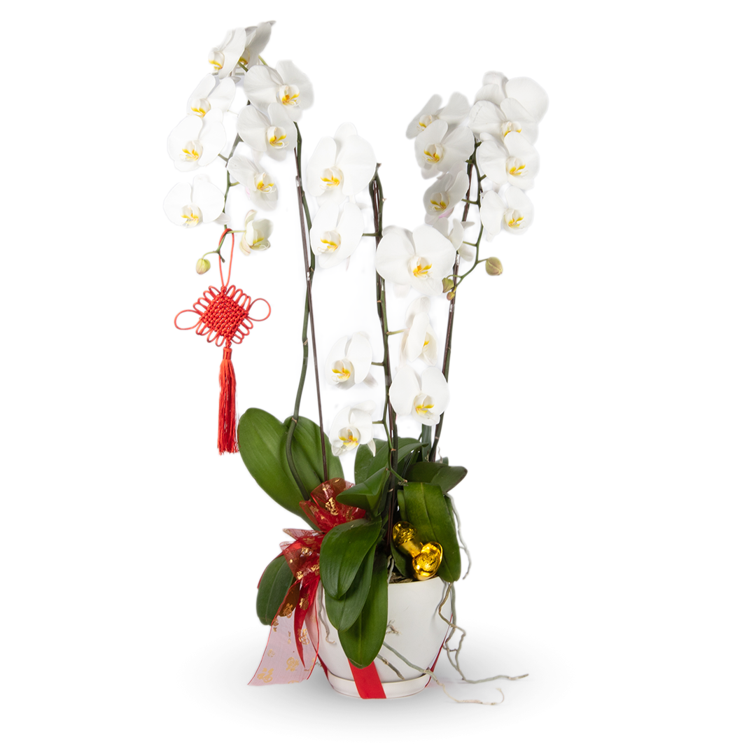 CNY Phalaenopsis Orchid (3 stalks)