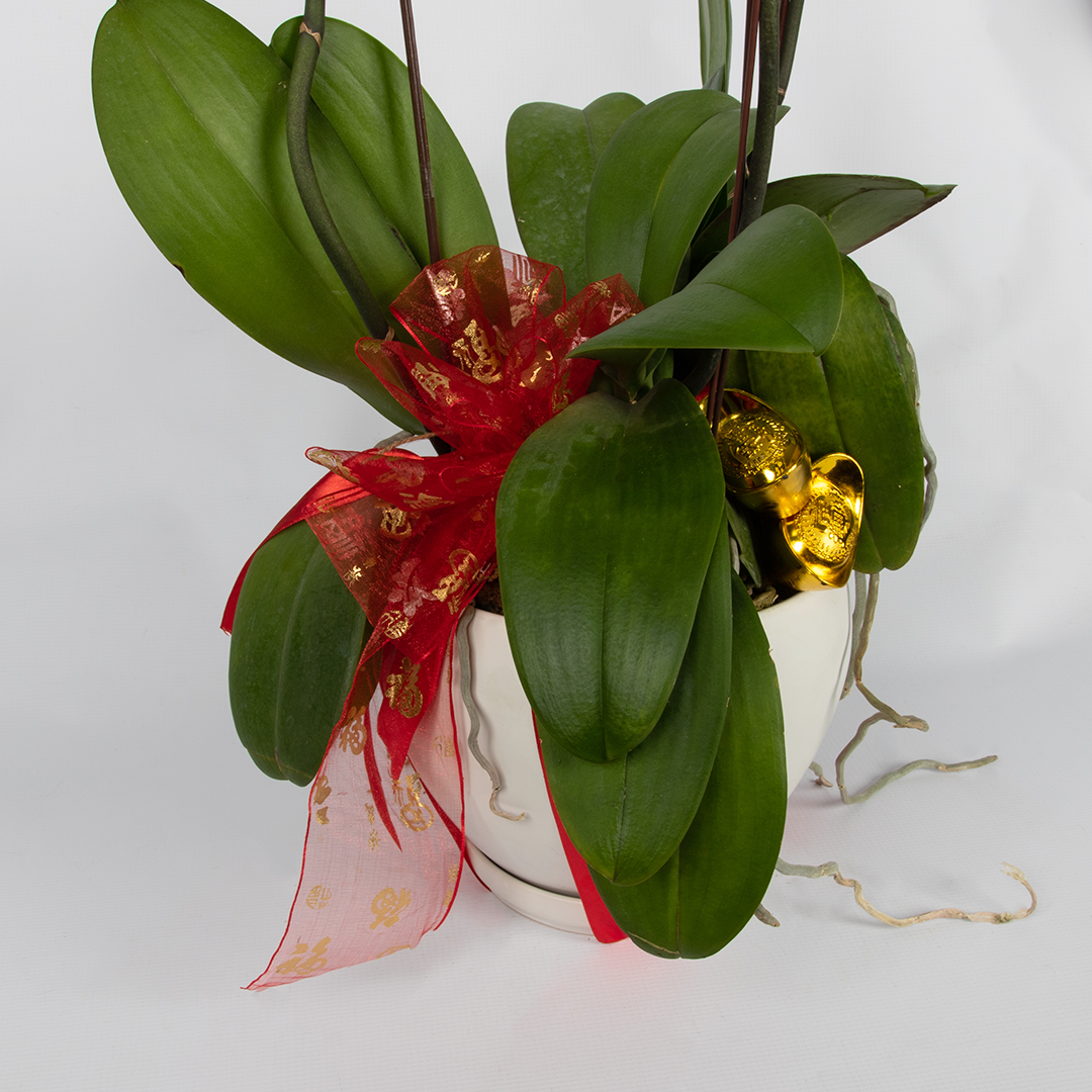 CNY Phalaenopsis Orchid (3 stalks)