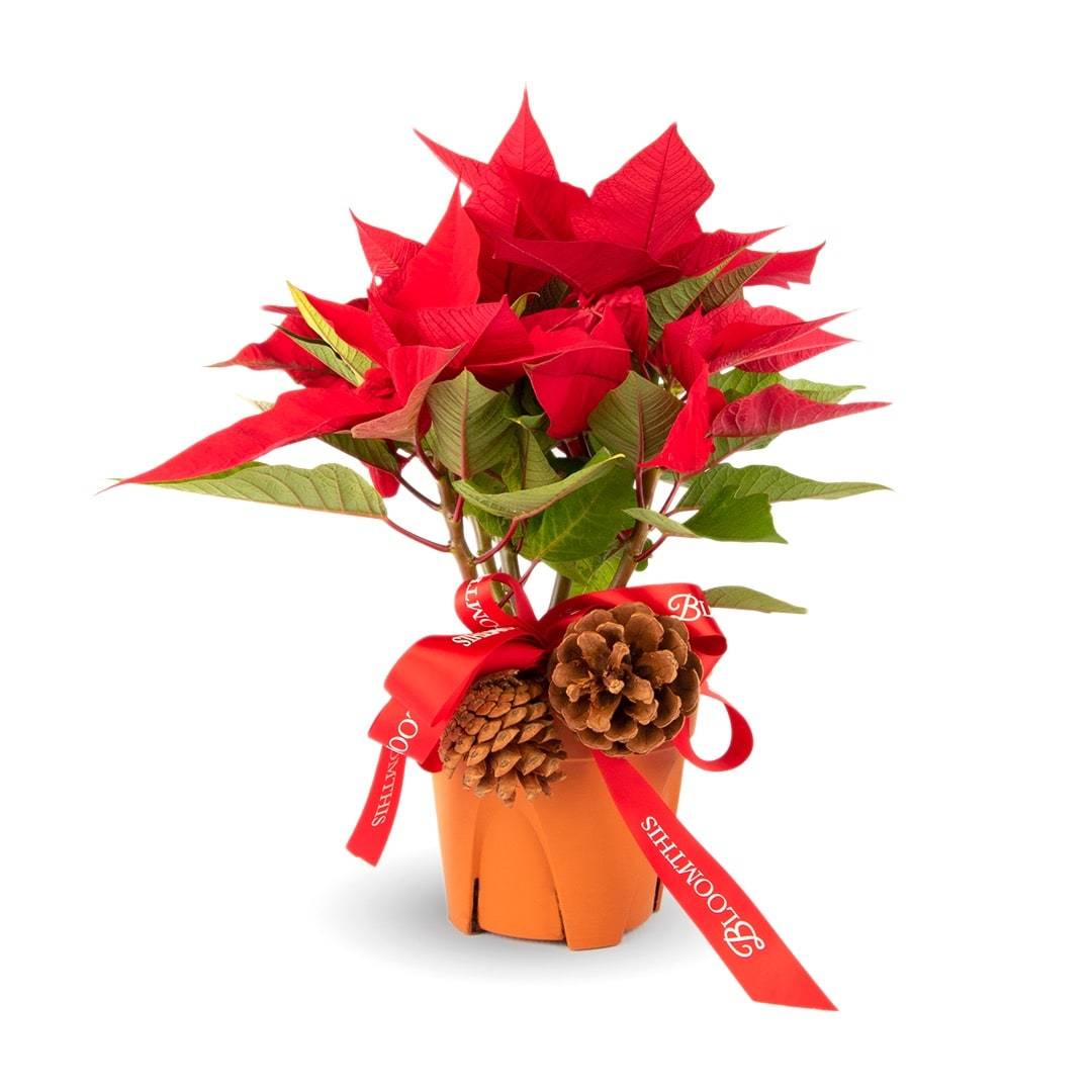 Esther Poinsettia Plant