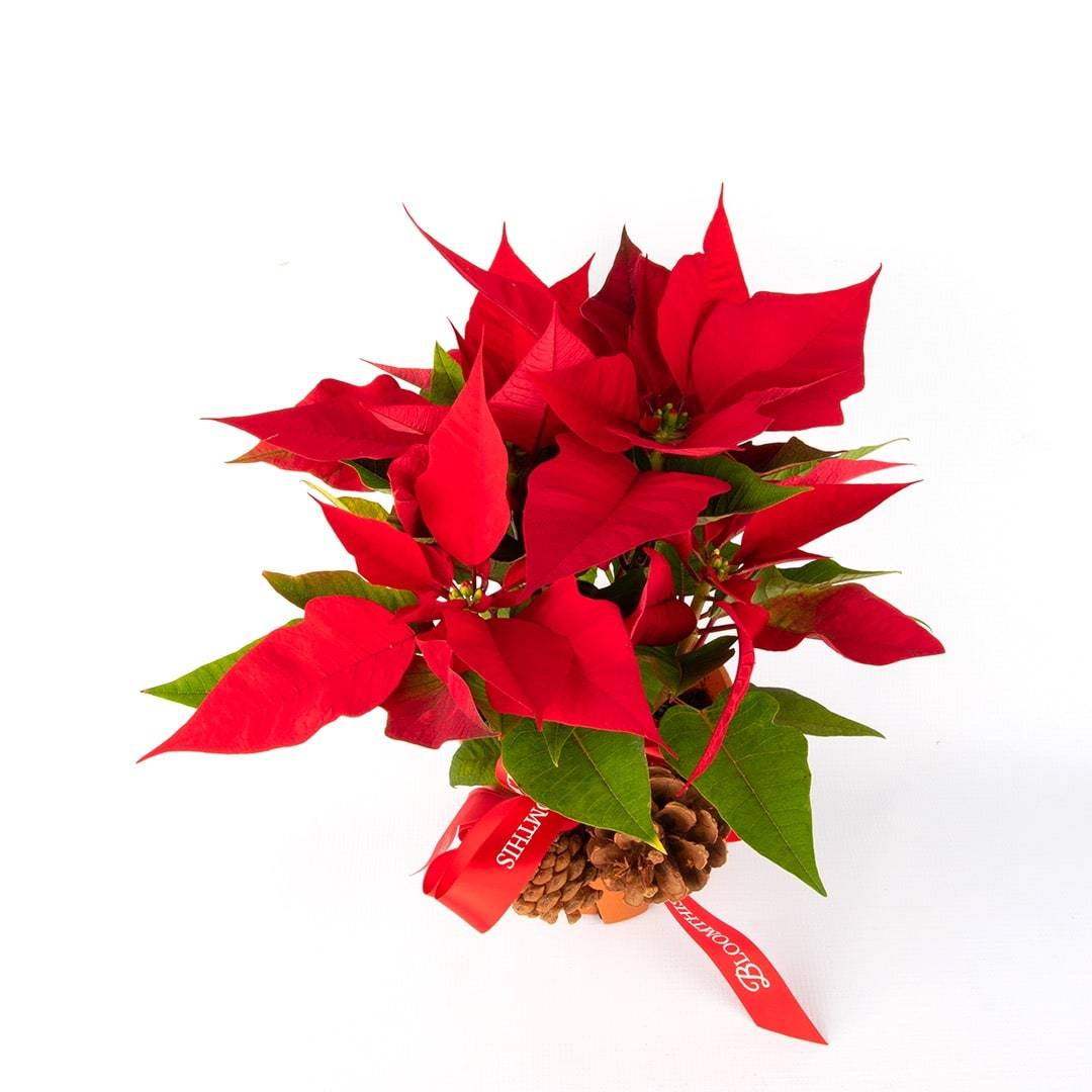 Esther Poinsettia Plant