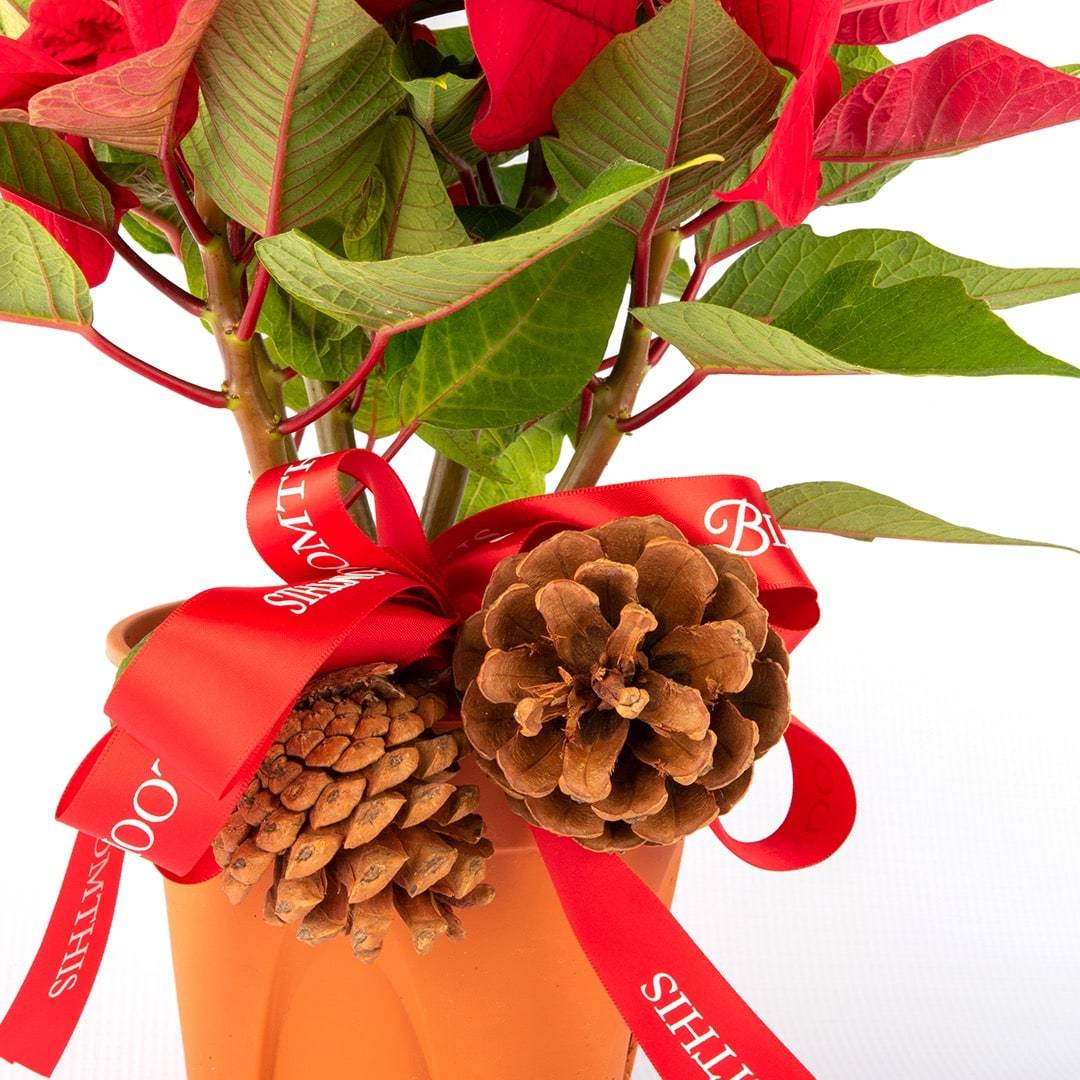 Esther Poinsettia Plant
