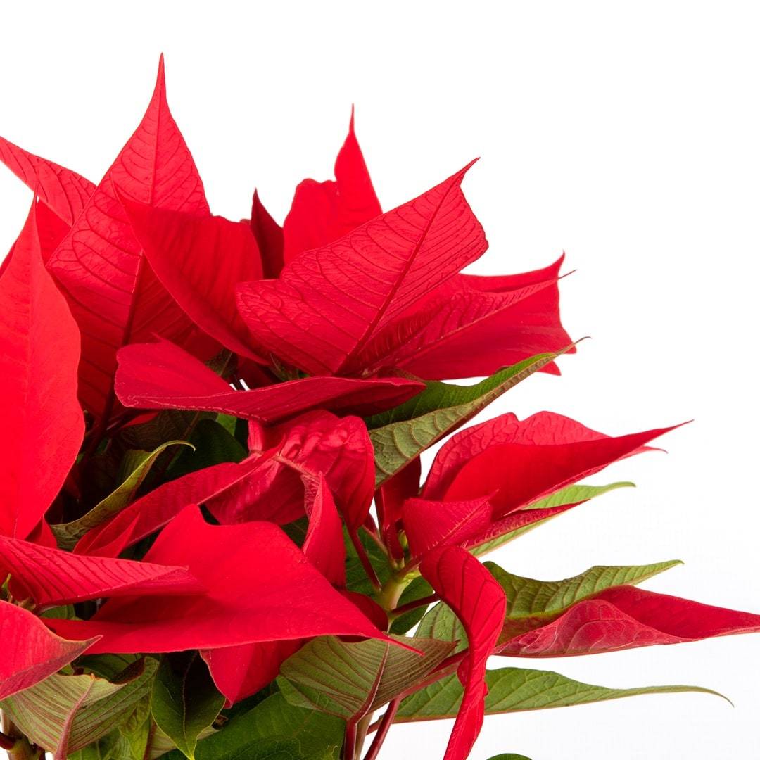 Esther Poinsettia Plant