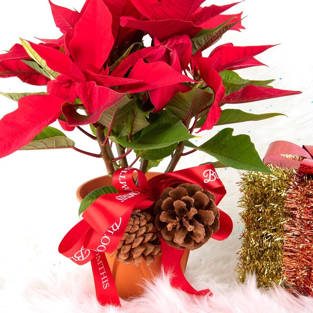 Esther Poinsettia Plant