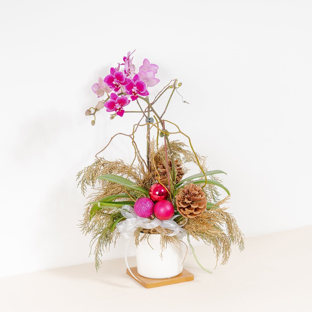 Mini Christmas Orchid (Dual-Tone Purple)