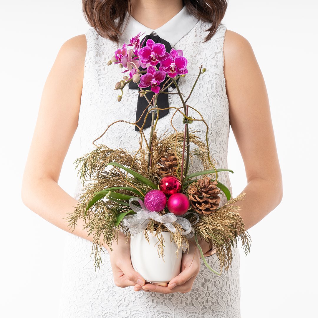 Mini Christmas Orchid (Dual-Tone Purple)