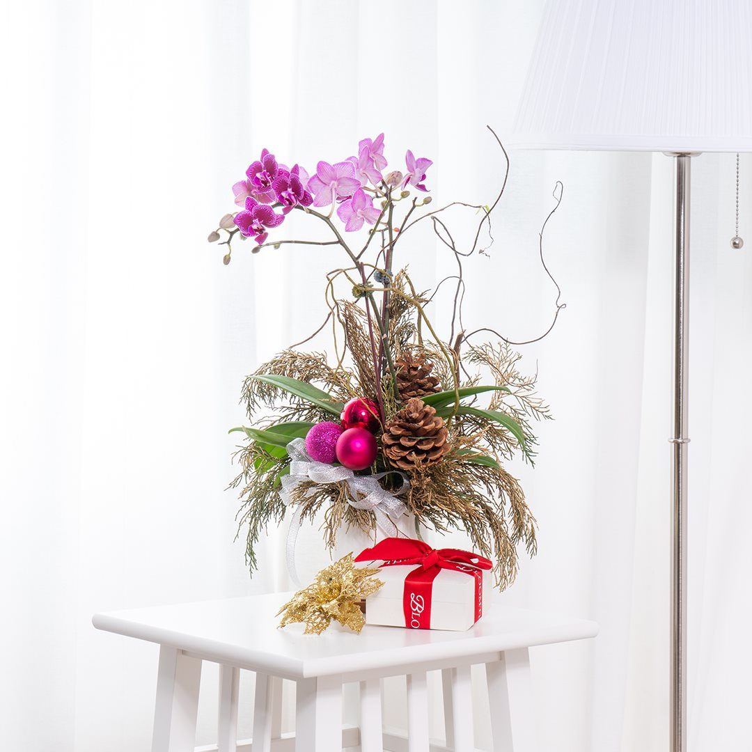 Mini Christmas Orchid (Dual-Tone Purple)