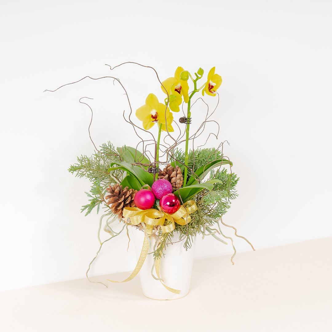 Mini Christmas Orchid (Yellow)