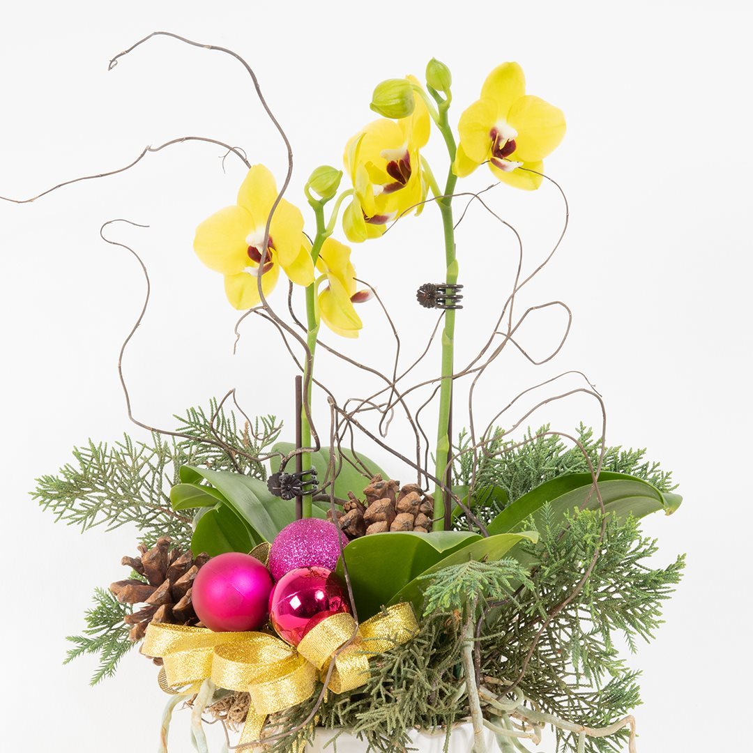Mini Christmas Orchid (Yellow)