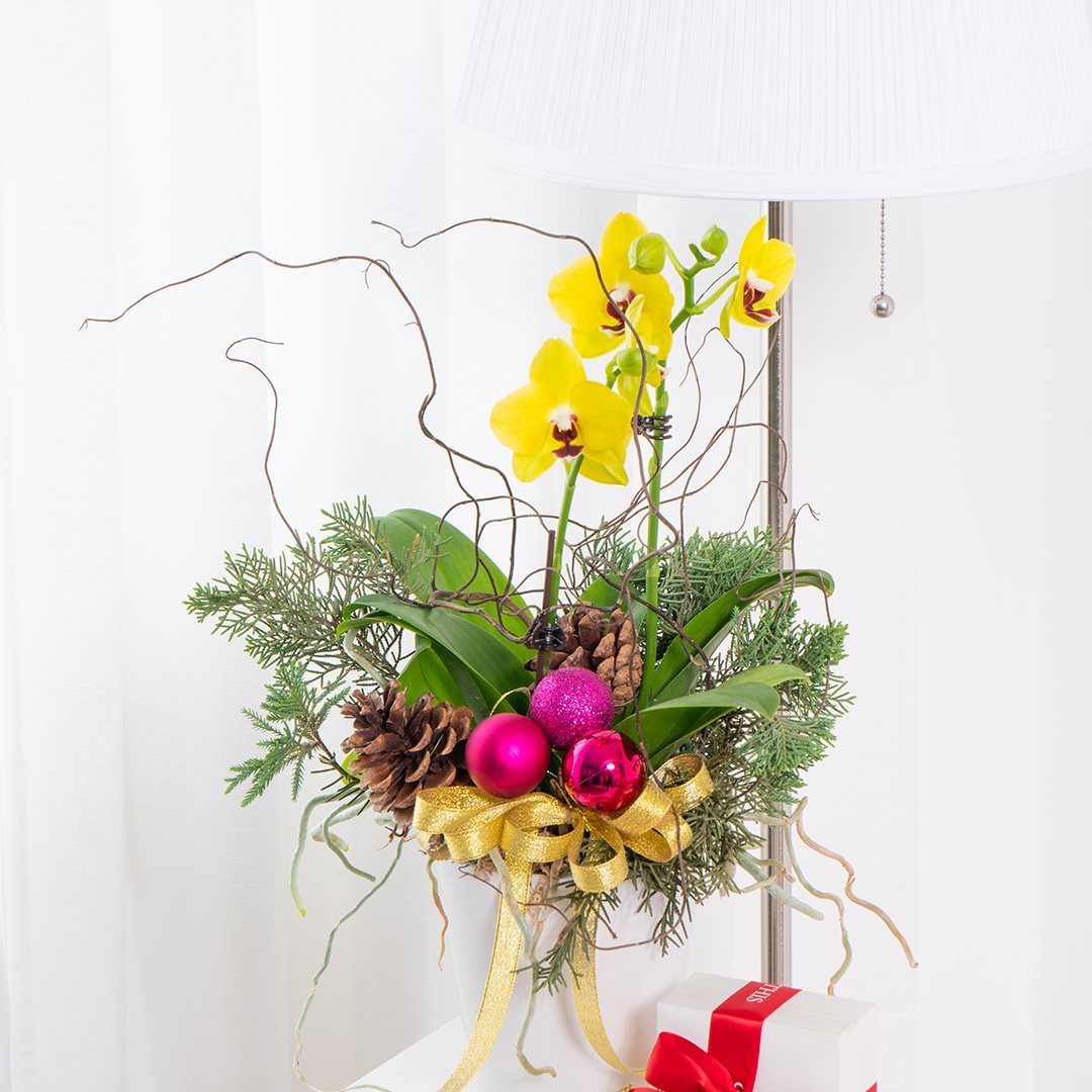 Mini Christmas Orchid (Yellow)