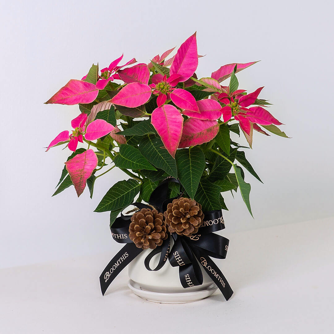 Pink Christmas Poinsettia
