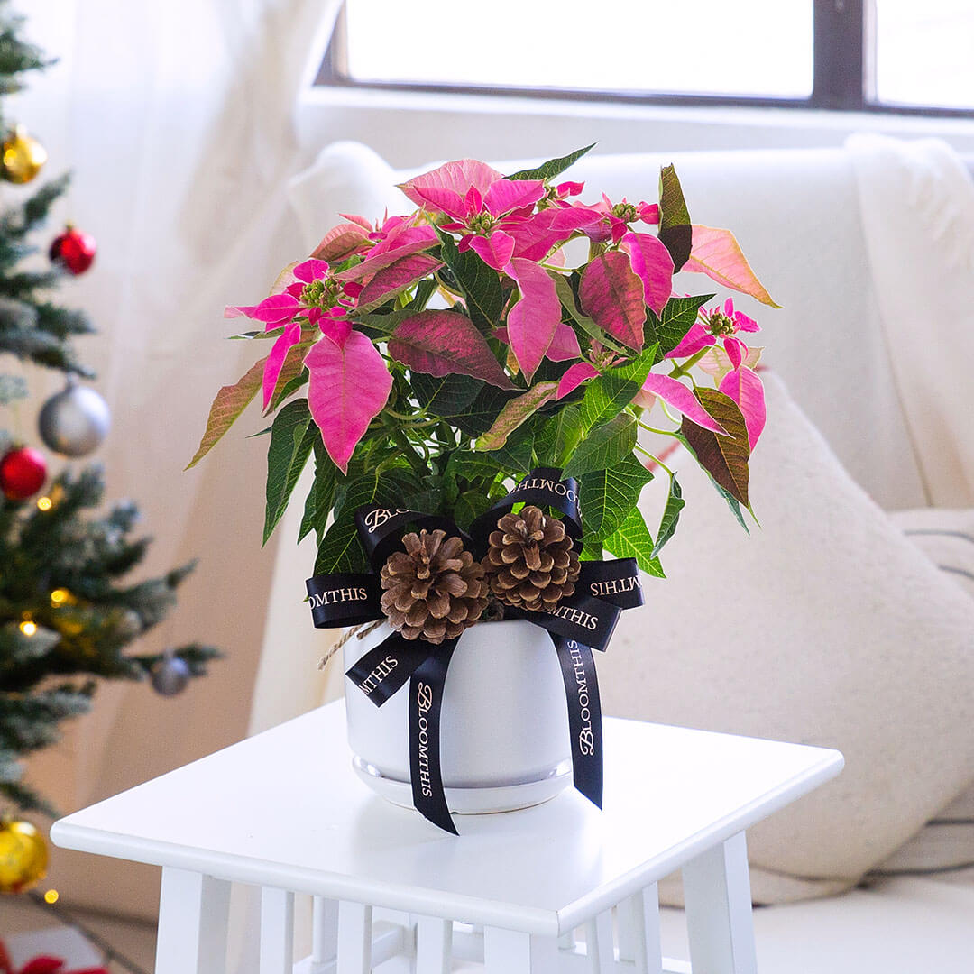 Pink Christmas Poinsettia