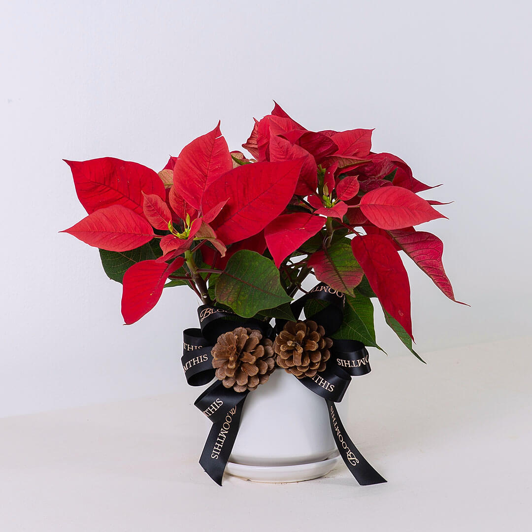 red christmas pot plant Red Poinsettia Christmas Plant | Free Delivery