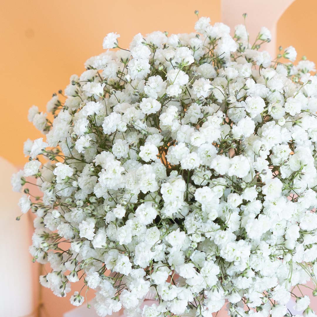 Joyful Baby's Breath Mini Flower Box