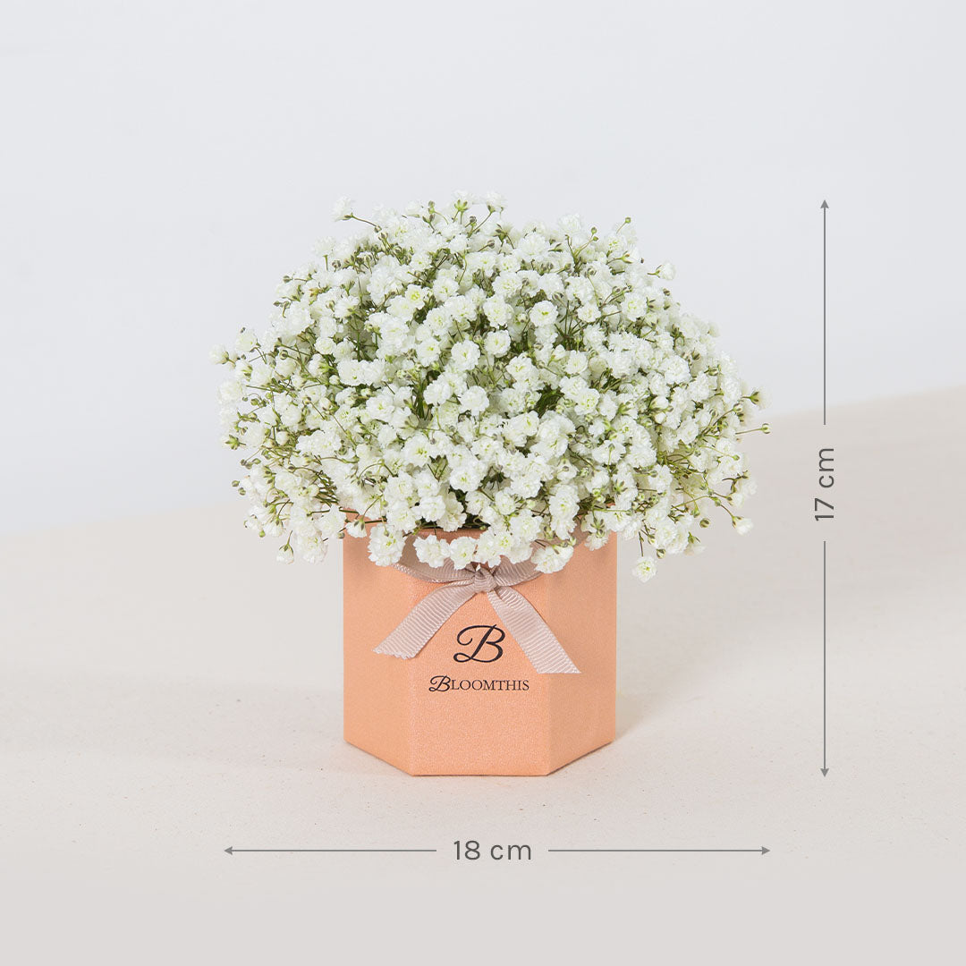 Joyful Baby's Breath Mini Flower Box