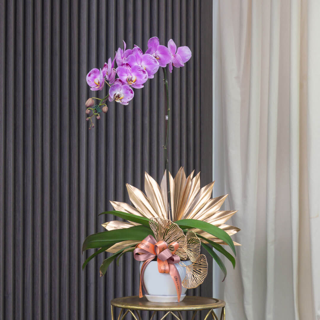 Jodie Phalaenopsis Orchid (1 stalk) (MDV)