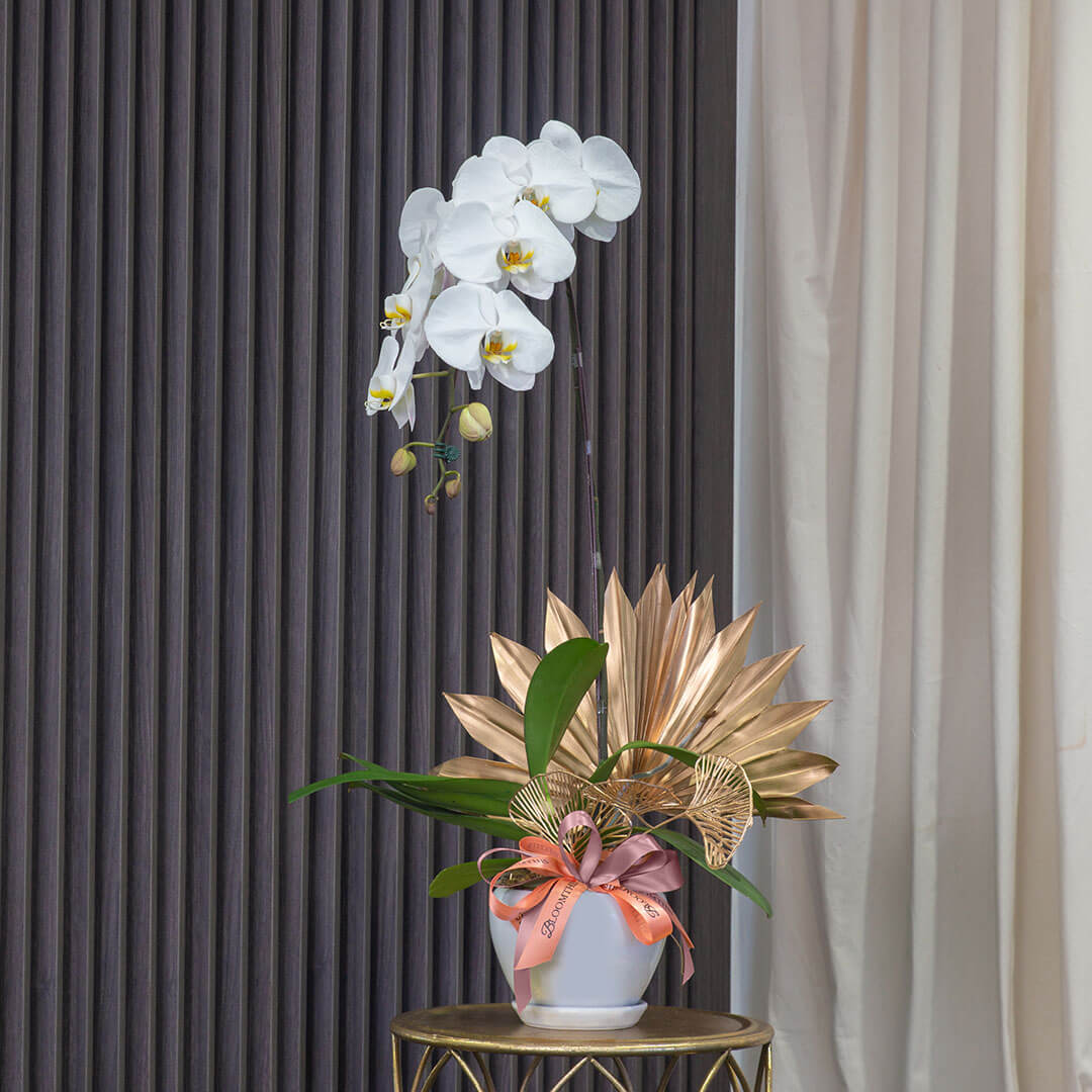 Jodie Phalaenopsis Orchid (1 stalk) (MDV)