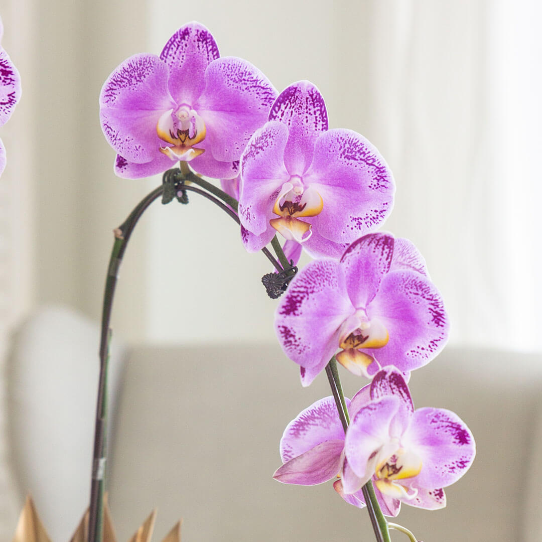 Jodie Phalaenopsis Orchid (1 stalk) (MDV)