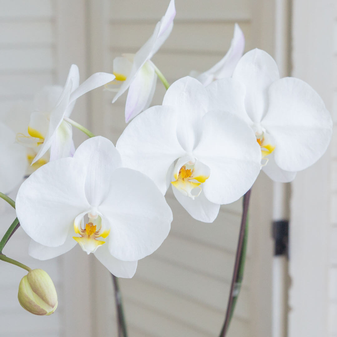 Jodie Phalaenopsis Orchid (1 stalk) (MDV)