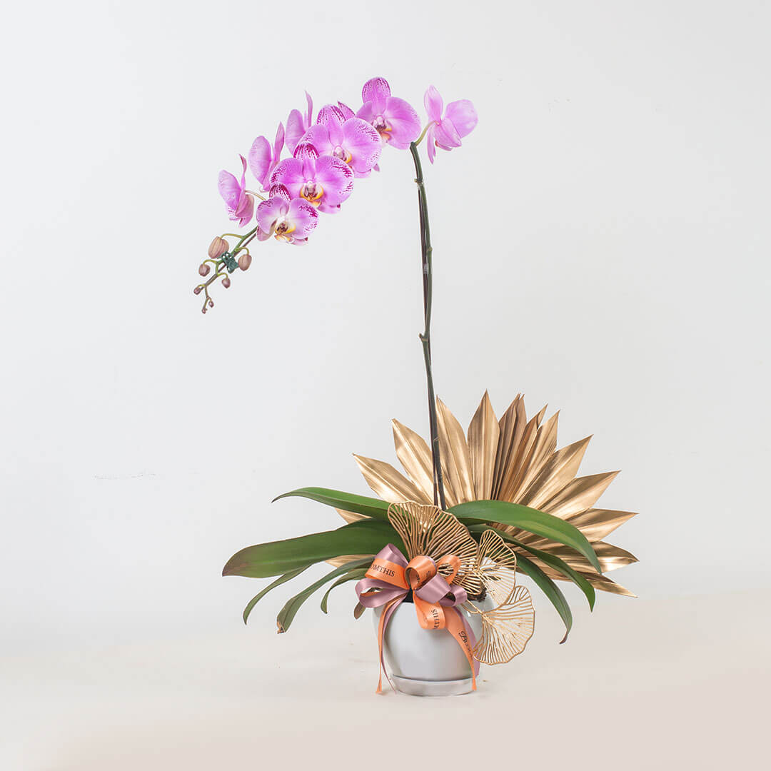 Jodie Phalaenopsis Orchid (1 stalk) (MD)