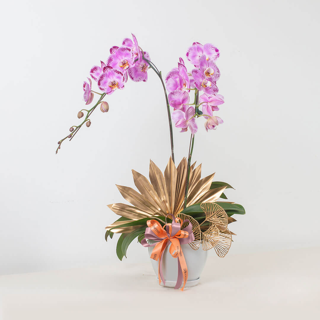 Jodie Phalaenopsis Orchid (2 stalks) (MD)