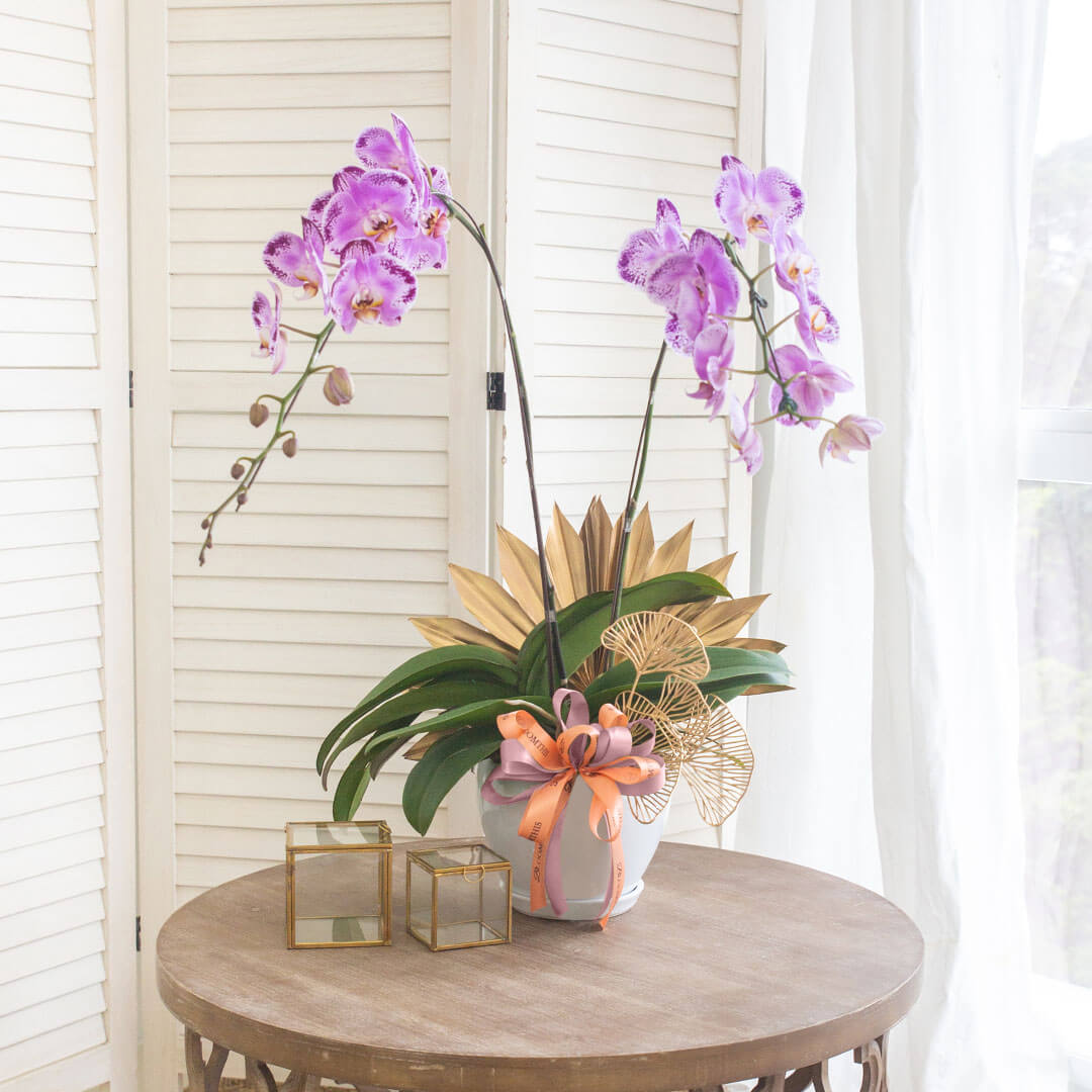 Jodie Phalaenopsis Orchid (2 stalks) (MD)
