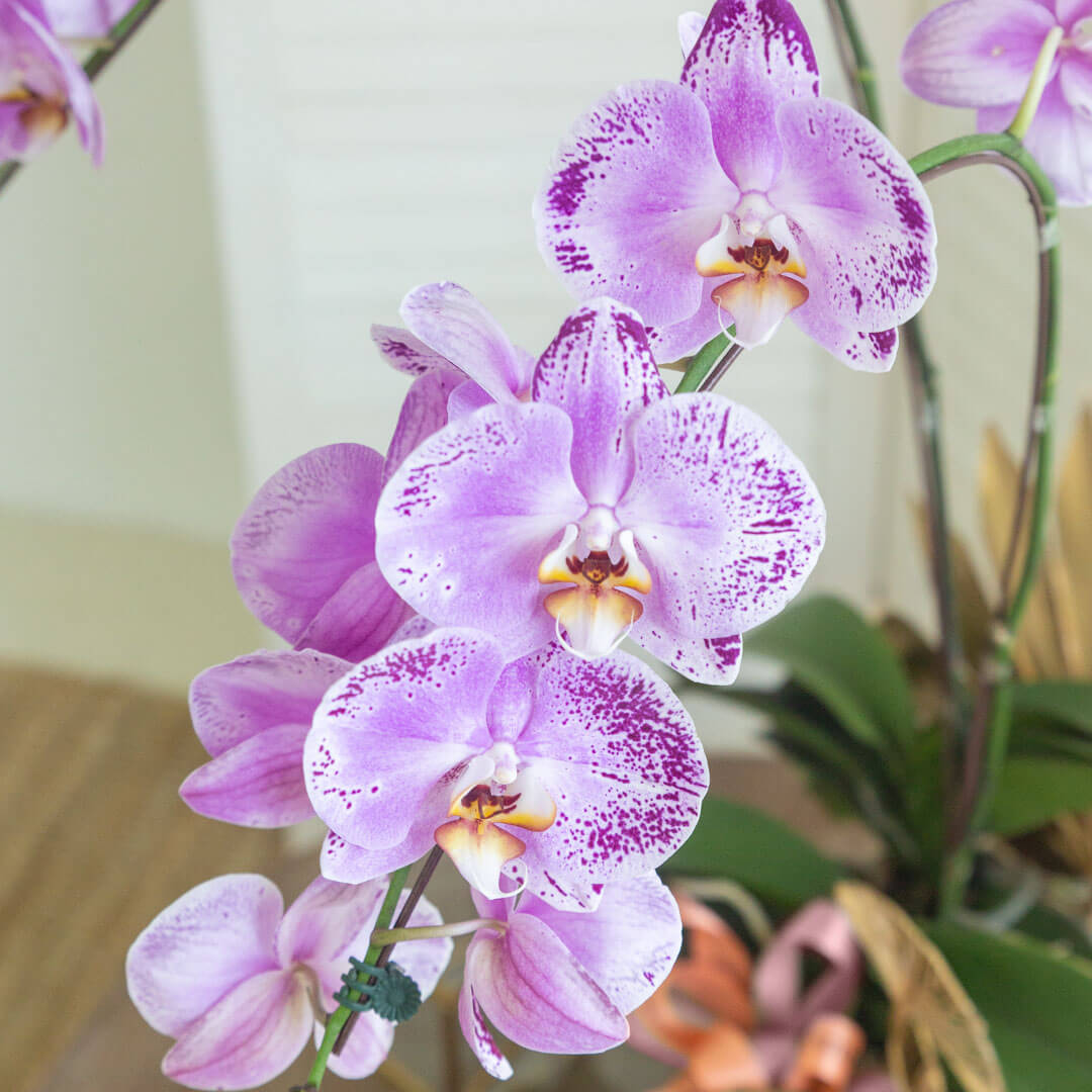 Jodie Phalaenopsis Orchid (2 stalks) (MD)