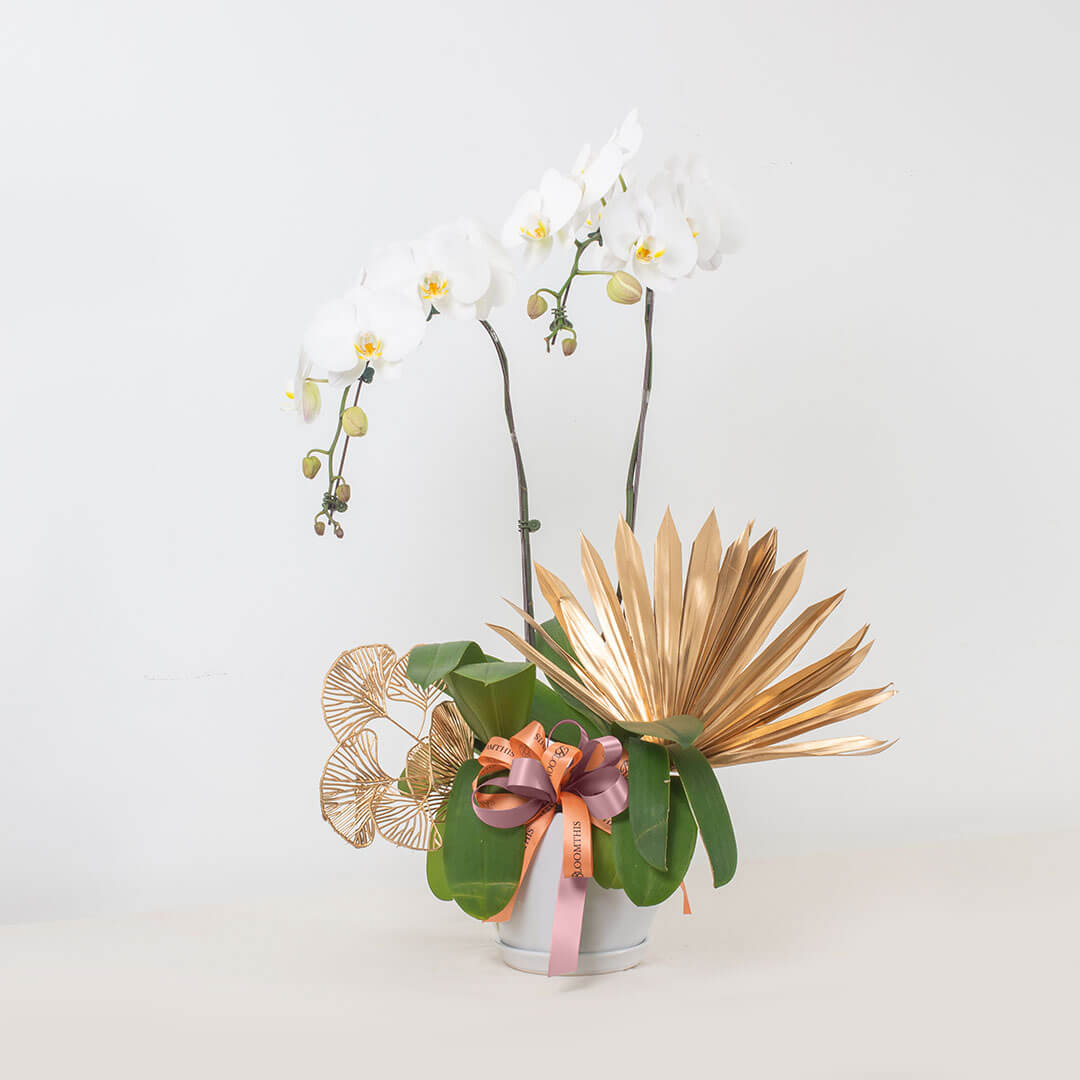 Jodie Phalaenopsis Orchid (2 stalks) (MDV)