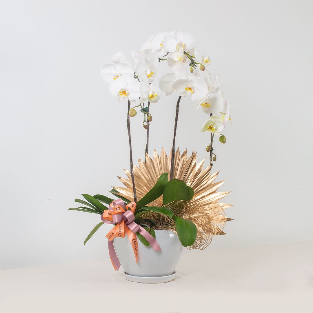 Jodie Phalaenopsis Orchid (3 stalks) (MD)