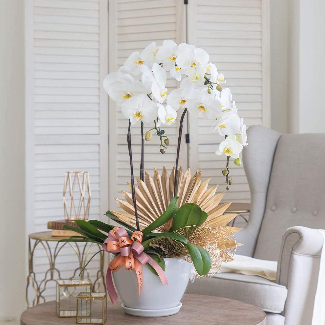 Jodie Phalaenopsis Orchid (3 stalks) (MD)