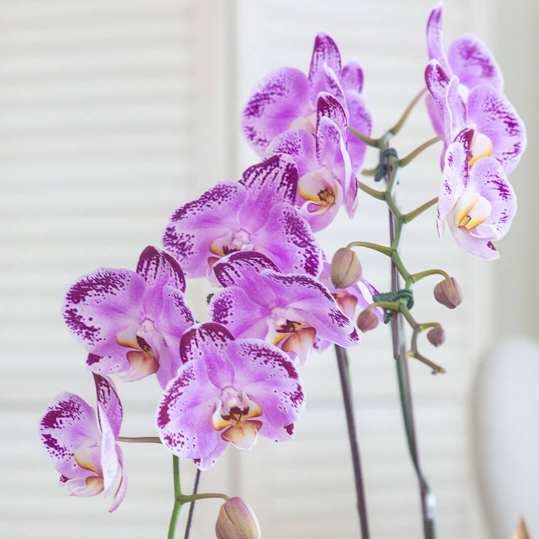 Jodie Phalaenopsis Orchid (3 stalks) (MDV)