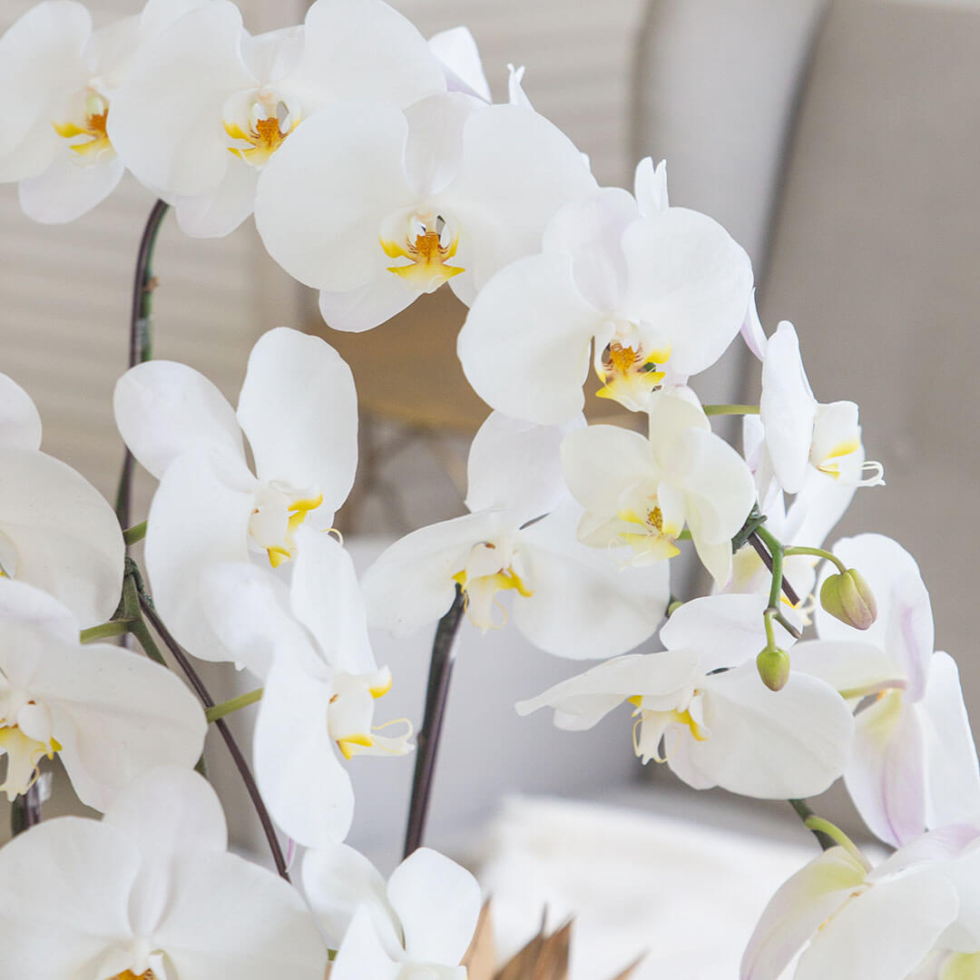 Jodie Phalaenopsis Orchid (3 stalks) (MDV)