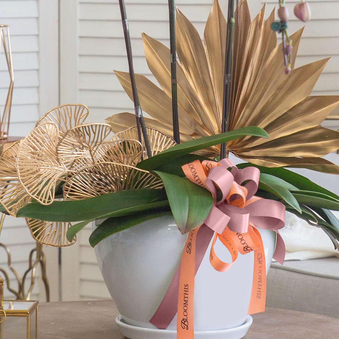 Jodie Phalaenopsis Orchid (3 stalks) (MD)