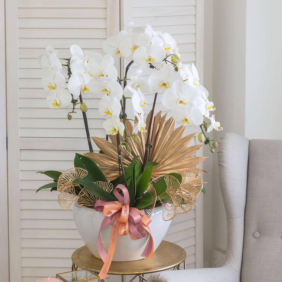 Jodie Phalaenopsis Orchid (5 stalks) (MDV)