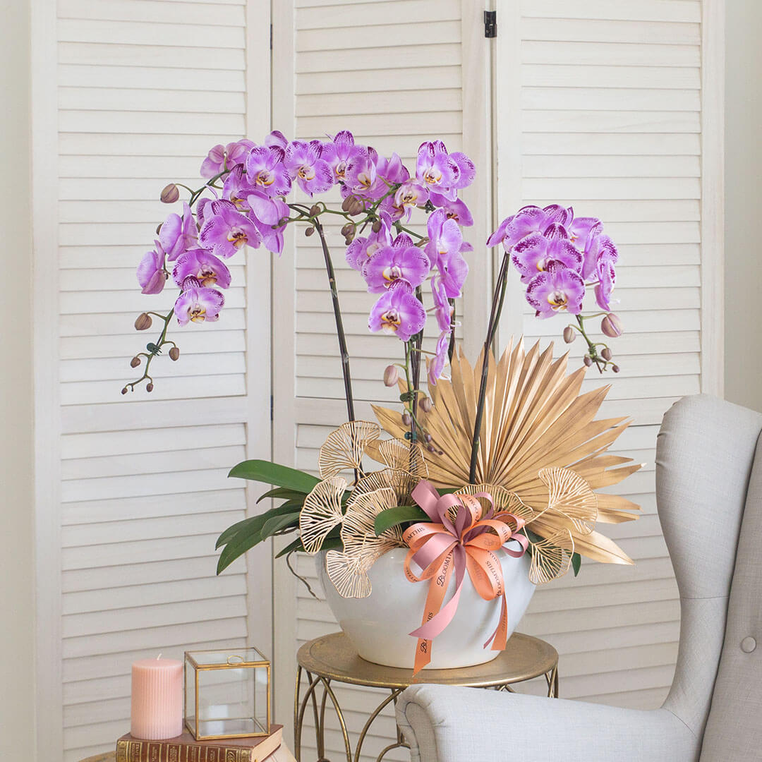 Jodie Phalaenopsis Orchid (5 stalks) (MD)