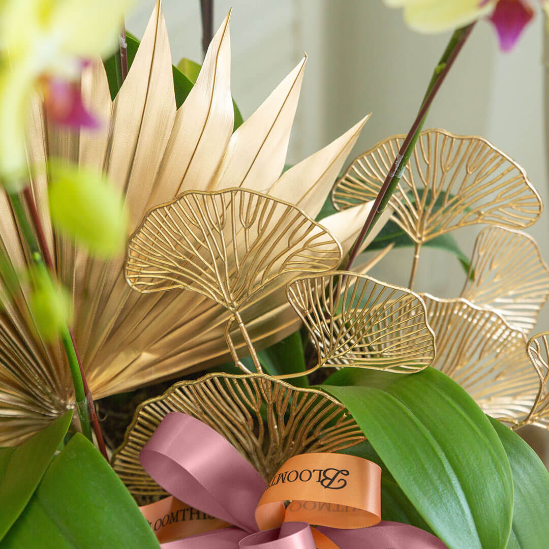 Jodie Phalaenopsis Orchid (5 stalks) (MDV)