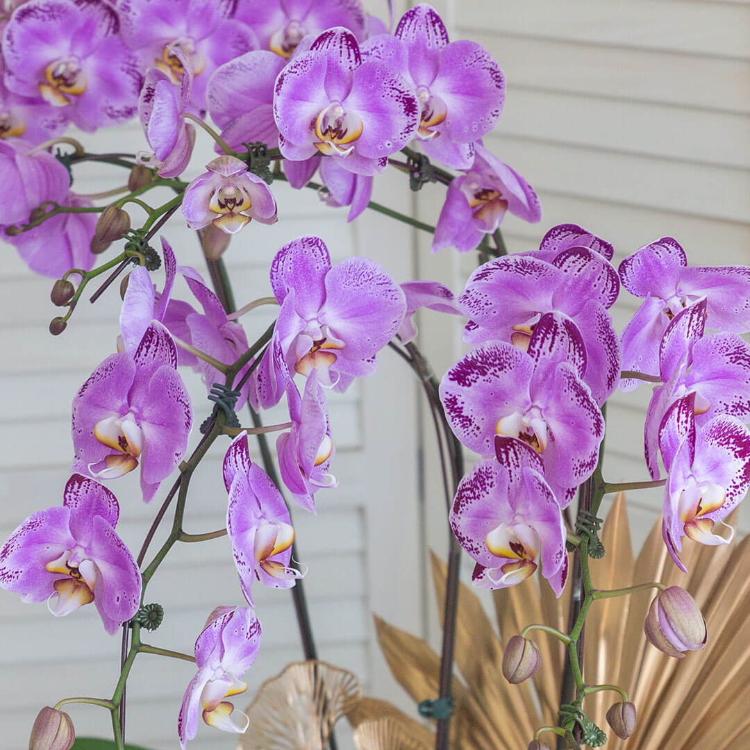 Jodie Phalaenopsis Orchid (5 stalks) (MDV)