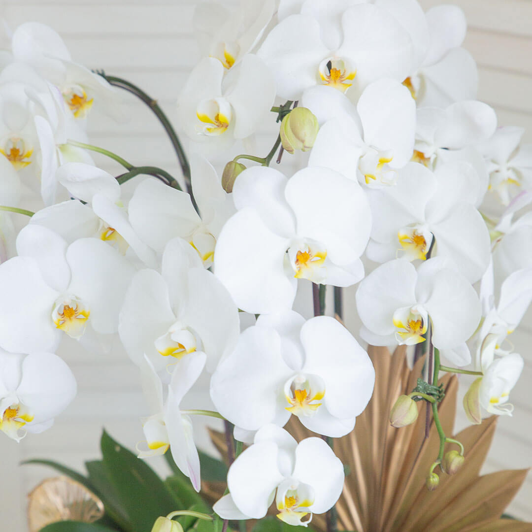 Jodie Phalaenopsis Orchid (5 stalks) (MD)