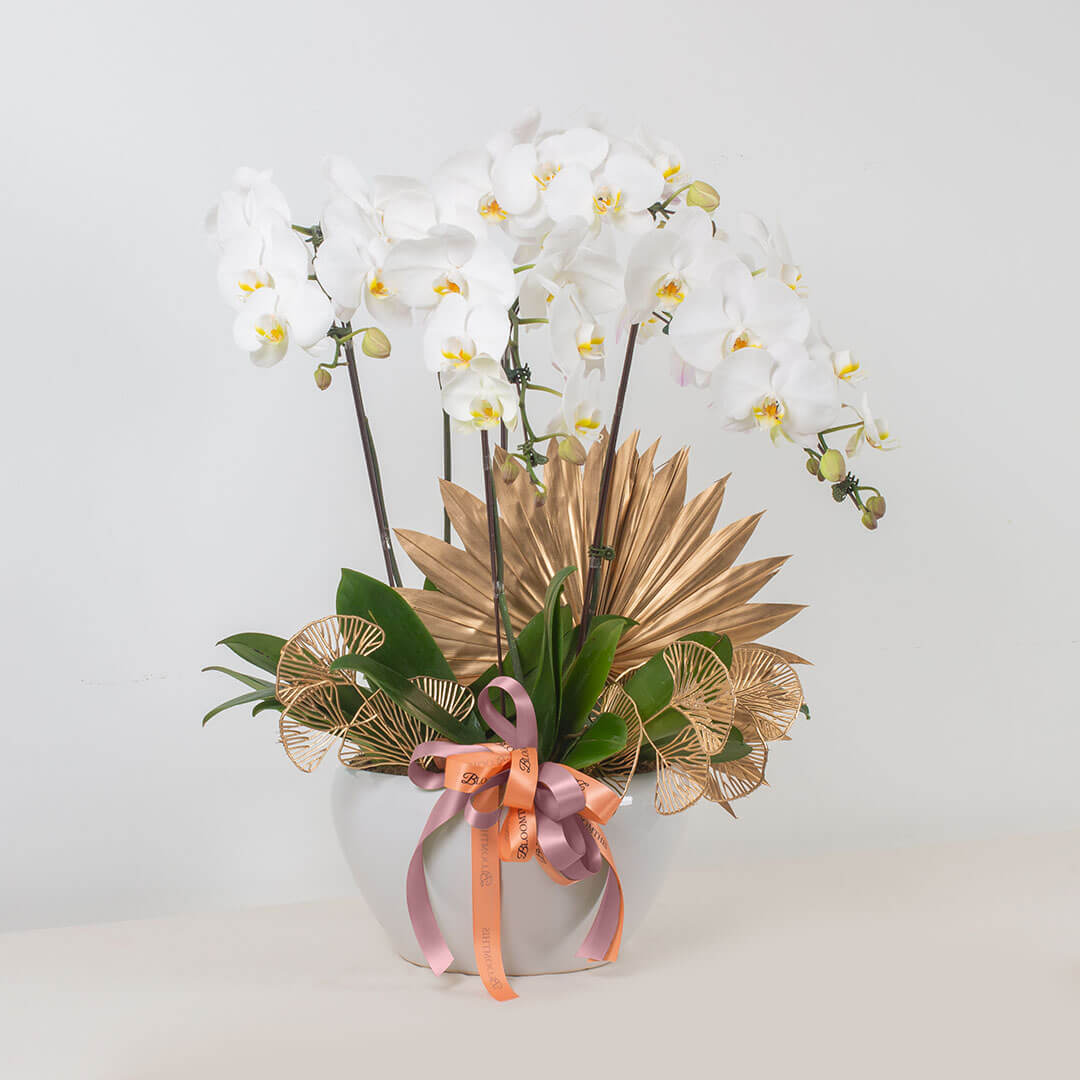 Jodie Phalaenopsis Orchid (5 stalks) (MDV)